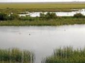 marismas inundadas Doñana