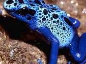 Dendrobates Azureus