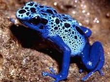 Dendrobates Azureus