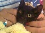 Adopta Dartañan