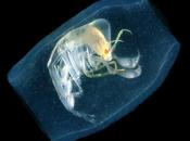 Mientras bañas mar...