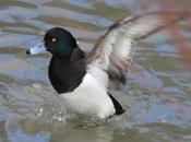 Aythya fuligula-porrón moñudo-tufted duck