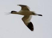 Recurvirostra avosetta-avoceta común-avocet