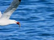 Larus audouinii-gaviota audouin-audouin gull