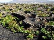 Bodegas Grifo, vino Lanzarote