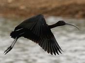 Plegadis falcinellus-morito común-glossy ibis