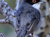 Sylvia melanocephala-curruca cabecinegra-sardinian warbler
