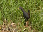 Gallineta negruzca (Blackish rail) Pardirallus nigricans