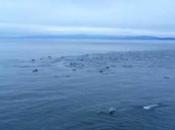 Raro avistamiento 1.000 delfines Islas Golfo (Canadá)