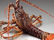 Paella langosta Spiny lobster rice valencia style