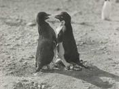 Sexo animal: ¿Cómo hacen pingüinos?