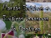 Plantas exóticas exoticas invasoras Caatinga, Brasil
