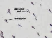 Capacidades endosporas como estructuras resistencia