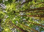 Monumento Natural Sequoias