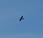 halcones
