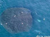 Ballenas jorobadas alimentan enorme cardumen anchoas