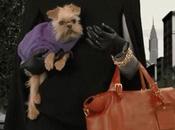 Ralph Lauren presenta campaña "The Walk" perros bolsos como protagonistas
