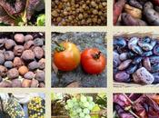 Comentario Catálogo Semillas tradicionales Chile cristina perdomo