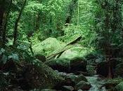 Verde-green