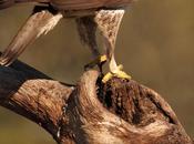 Águila azor perdicera (aquila fasciata)