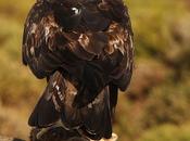 Aquila chrysaetos