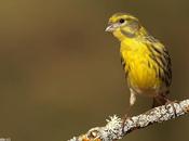 Géneros Serinus Carduelis