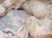 Gobierno español Congreso: Acabar trato cruel hacia galgos España.