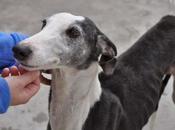 galgos, nadie impide serán sacrificados diciembre perrera badajoz.