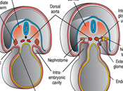 Mesodermo paraxial
