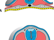 Células cresta neural
