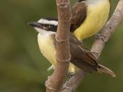 Benteveo común (Great kiskadee) Pitangus sulphuratus