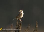 Cachilo ceja amarilla (Grassland Sparrow)