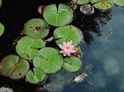 Nenúfares nubes reflejadas