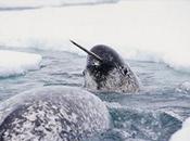 Ubuntu 11.04 llamará 'Natty Narwhal'