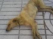 (BADAJOZ)- Galga-podenca está recuperada busca hogar.