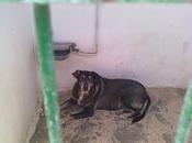 (ALBACETE)- perrera Hellín- perrita años viejita triste.