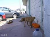 Familia podenquitos peligro, Badajoz