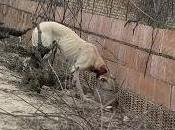 Correo sobre NAdia, galga cuello destrozado Córdoba.