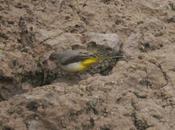 Lavanderas cascadeñas