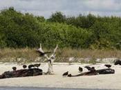 Cómo rescatan científicos ballenas varadas como Everglades