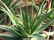 Succotrina Aloe