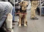 perros Barcelona viajarán metro