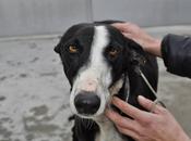 Tarugo, fecha sacrificio diciembre, perrera Badajoz.