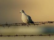 Poesía: palomita alas cortadas