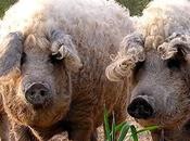 Wool