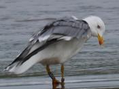Gaviotas patiamarillas locales