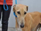 Africa, lista sacrificio. PERRERA BADAJOZ.