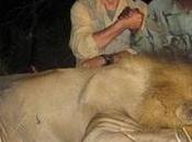 Juan Carlos mata elefantes Blesa leones