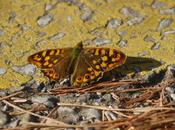 Mariposas invierno