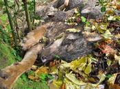 Masacre lobos Cantabria
